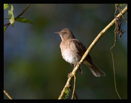 Thrush (bird) - Wikipedia