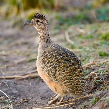 350px-Ornate_Tinamou_N_of_Tafi_del_Valle.jpg