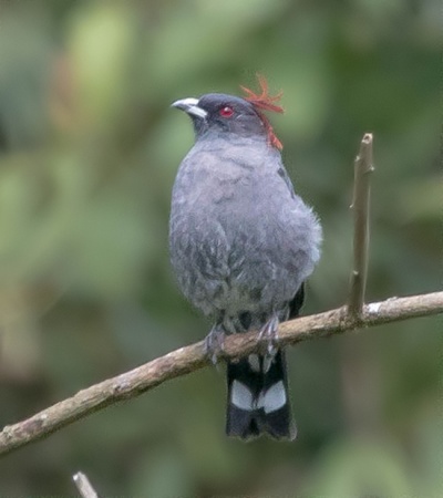 Allergi fravær Mursten Red-crested Cotinga - BirdForum Opus | BirdForum