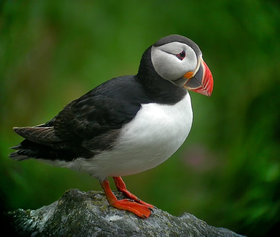 Horned Puffin - eBird