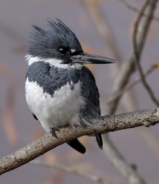 Belted Kingfisher - Ornithology