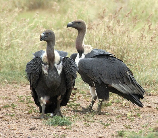 Two white-rumped vultures
