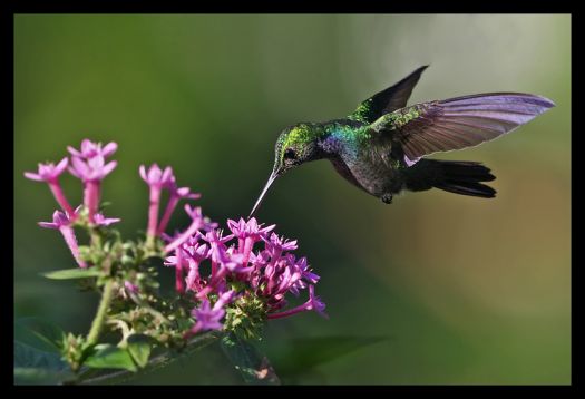 Blue-chested Hummingbird - BirdForum Opus | BirdForum