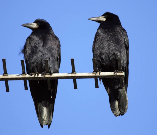 Rook (Corvus frugilegus) - British Birds - Woodland Trust