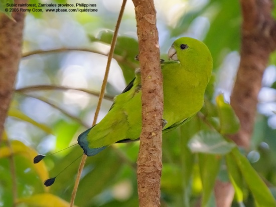 Green Racquet-tail - BirdForum Opus | BirdForum