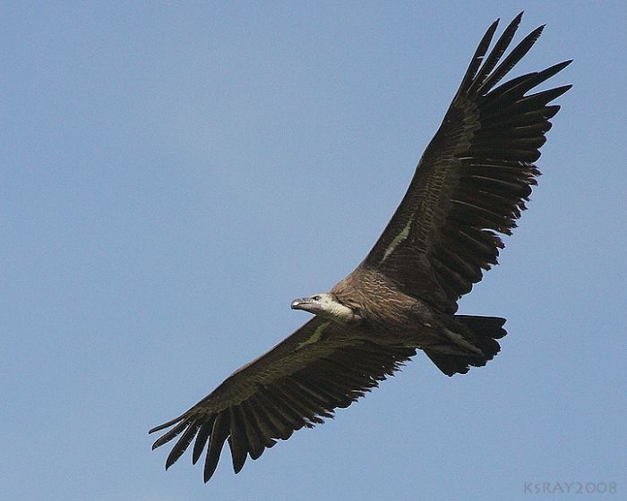 White-rumped Vulture - BirdForum Opus | BirdForum